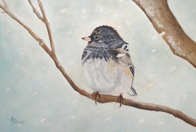 Pássaro junco-de-inverno de Angeles M. Pomata