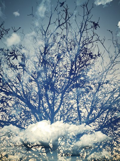 Árvores sob um céu azul de sonho de Angelo Cerantola