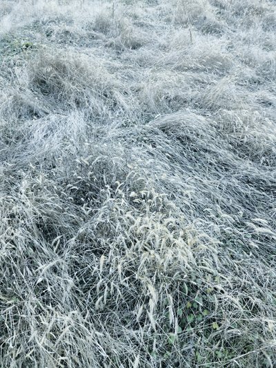 Relva gelada de inverno de Angelo Cerantola