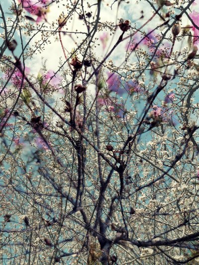 Flores da primavera em tons de rosa e branco de Angelo Cerantola