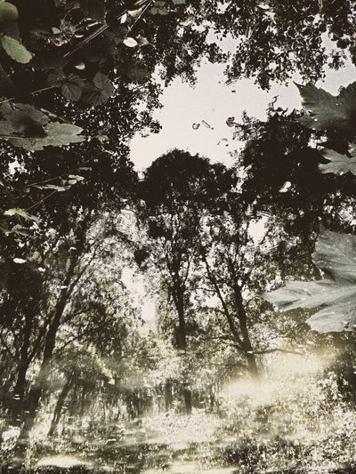Reflexão na Floresta Tranquila de Angelo Cerantola
