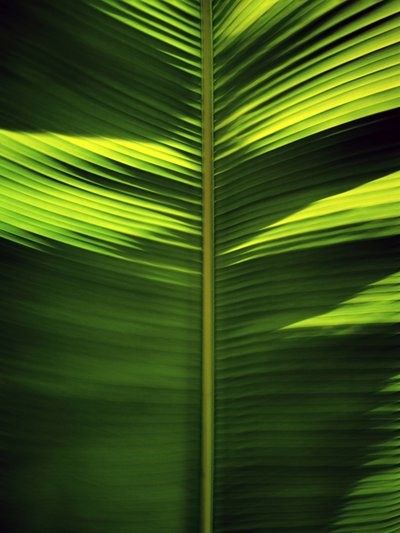 Padrões de folhas tropicais de Angelo Cerantola