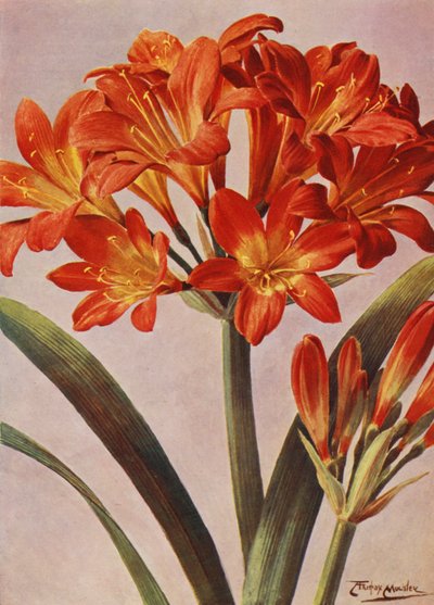 Clivia Miniata, conhecida há muito como Imantophyllum Miniatum (litografia a cores) de Angelo Fairfax Muckley