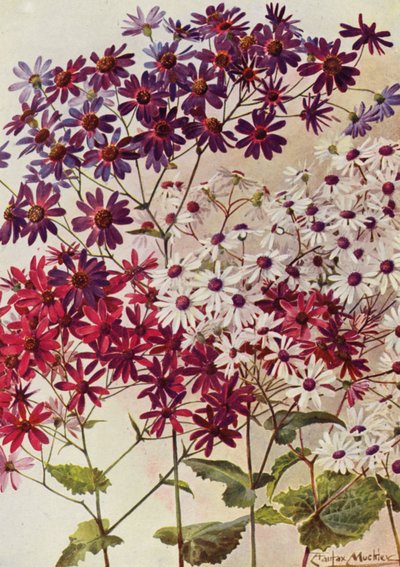 Star Cinerarias (litografia a cores) de Angelo Fairfax Muckley