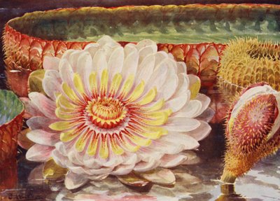 Vitória-Régia, a mais nobre de todas as plantas aquáticas (litografia a cores) de Angelo Fairfax Muckley