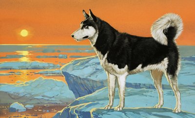 Cão Husky de Angus McBride