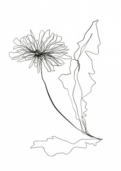Desenho a linha de dente-de-leão de Ankie Kooi