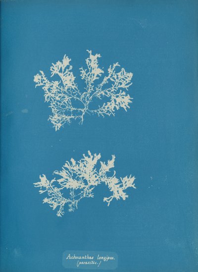 Achnanthes longipes. parasita., c. 1853. de Anna Atkins