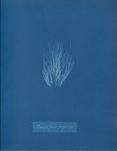 Bangia fusco-purpurea, ca. 1853. de Anna Atkins