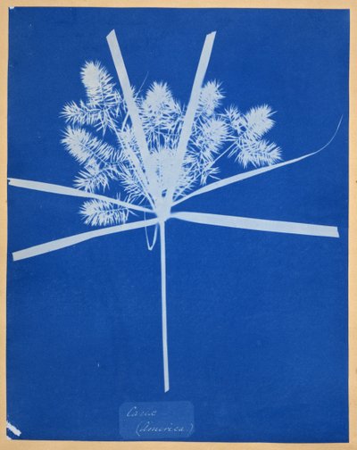 Carix (América) de Anna Atkins