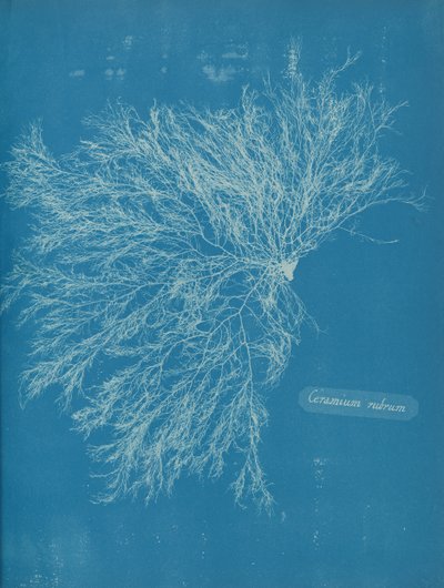 Cerâmico Vermelho, ca. 1853 de Anna Atkins