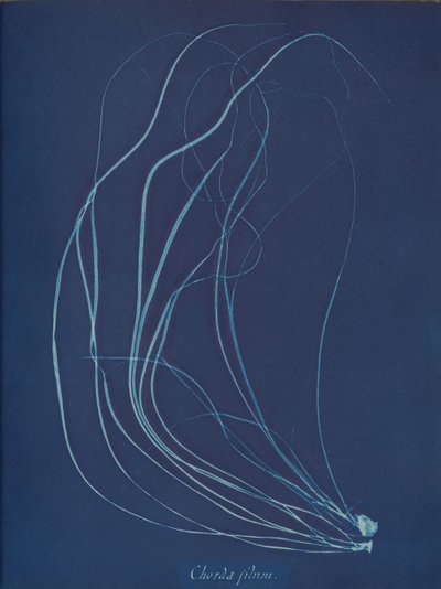 Cadeia de caracteres, ca. 1853 de Anna Atkins