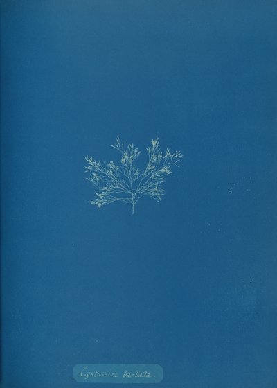 Cystoseira barbata, c. 1853. de Anna Atkins