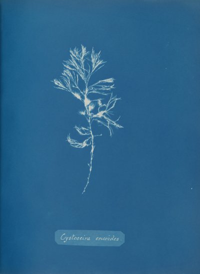 Cystoseira ericoides, c. 1853. de Anna Atkins