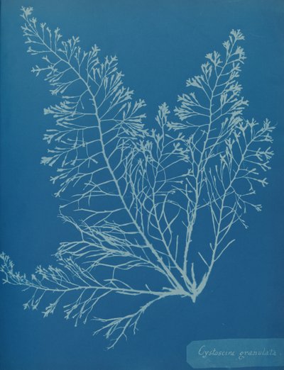 Cystoseira granulata, ca. 1853. de Anna Atkins