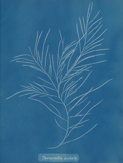 Desmarestia aculeata, ca. 1853. de Anna Atkins