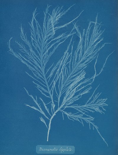 Desmarestia liqulata, ca. 1853. de Anna Atkins