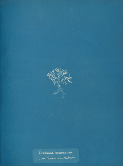 Diatoma marinum em Ceramium red, ca. 1853 de Anna Atkins