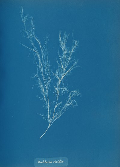 Dichloria viridis, ca. 1853. de Anna Atkins