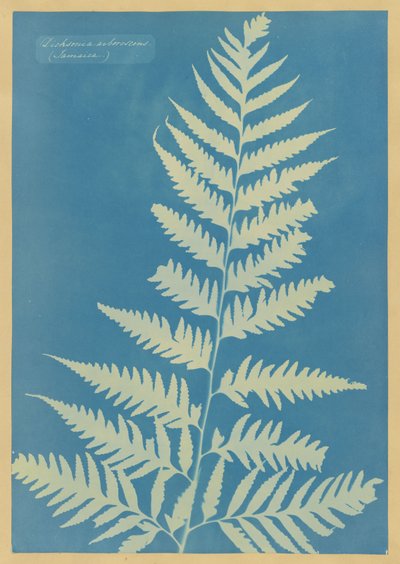  de Anna Atkins