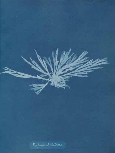 Dictyota dichotoma, ca. 1853. de Anna Atkins