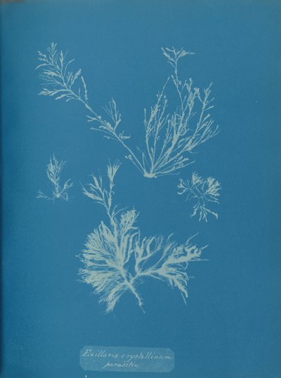 Exillaria crystallinum parasita, ca. 1853. de Anna Atkins