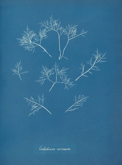 Gelidium cornum, ca. 1853 de Anna Atkins