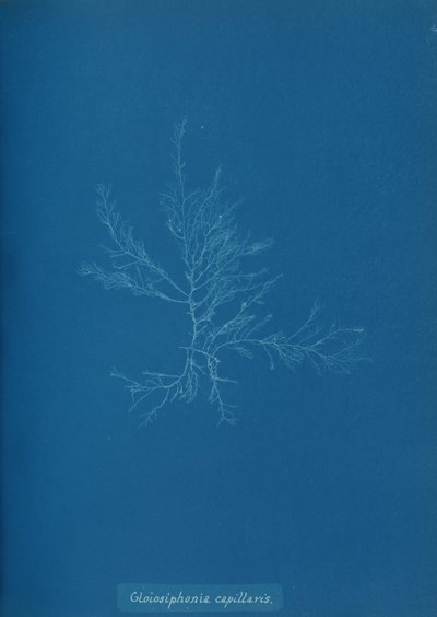 Gloisiphonia capillaris, ca. 1853 de Anna Atkins