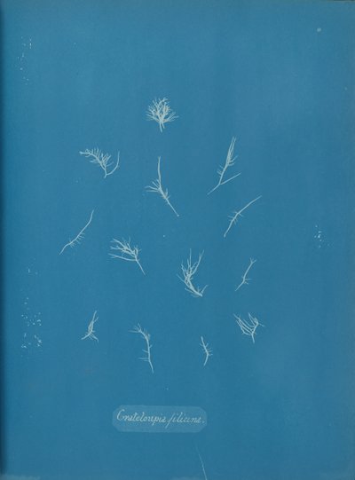 Floresta. de Anna Atkins