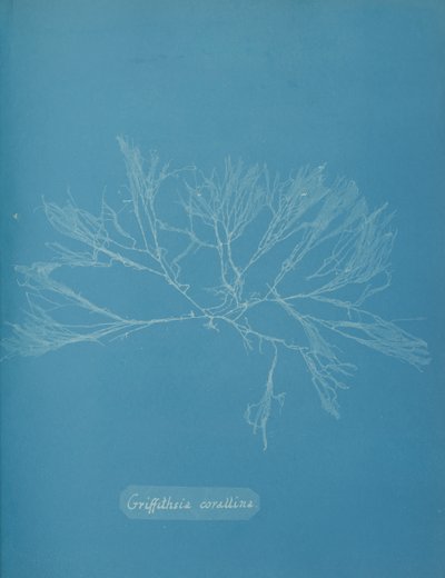 Coral Griffithsia, c. 1853. de Anna Atkins
