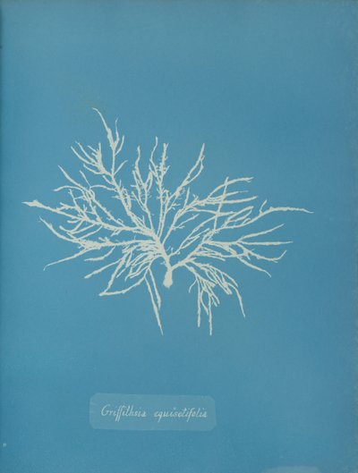 Griffithsia equisetifolia, ca. 1853. de Anna Atkins