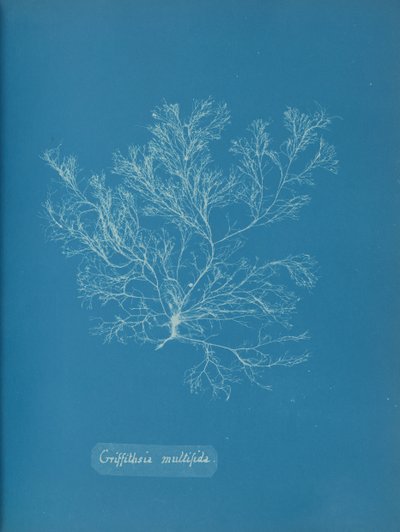 Griffithsia multifida, ca. 1853. de Anna Atkins