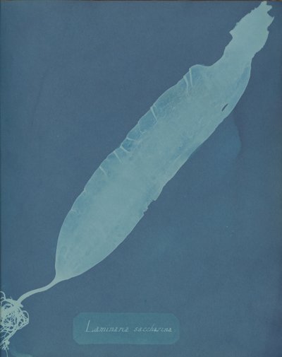 Laminaria saccharina, ca. 1853. de Anna Atkins