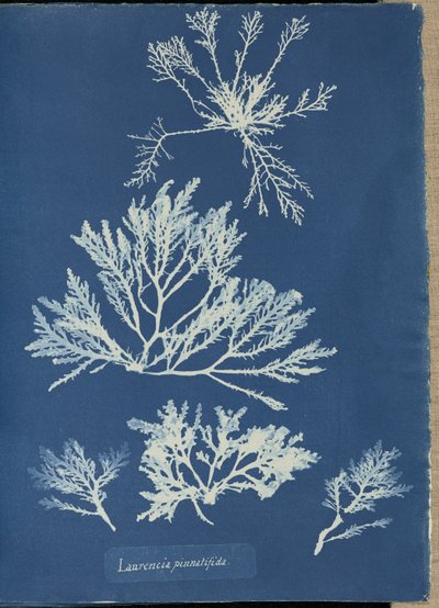  de Anna Atkins