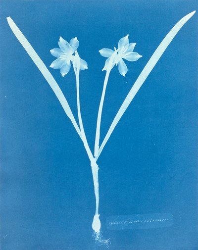 Leucojam Varium, de Anna Atkins de Anna Atkins