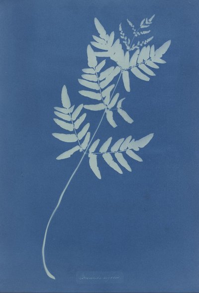 Osmunda Rigalis (Austrália) de Anna Atkins