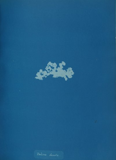 Padina Deusa, c. 1853. de Anna Atkins