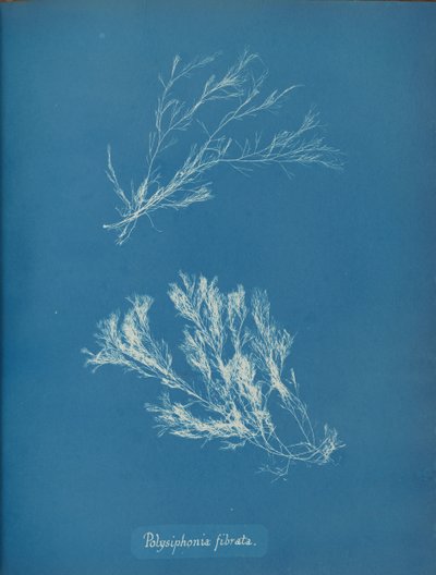 Polysiphonia fibrata, ca. 1853. de Anna Atkins