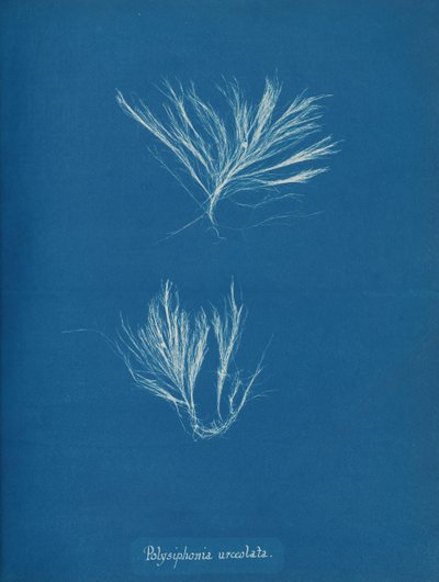 Polysiphonia urceolata, ca. 1853. de Anna Atkins