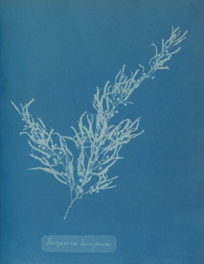 Sargassum bacciferum, ca. 1853. de Anna Atkins