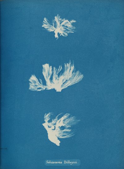 Schizonema Dillwynii, ca. 1853. de Anna Atkins