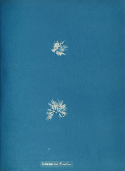 Schizonema Smithii, ca. 1853. de Anna Atkins
