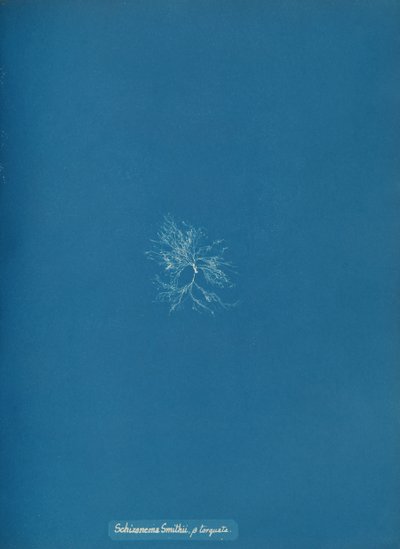 Schizonema Smithii, ß torqata, ca. 1853. de Anna Atkins