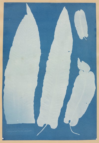 Scolopendrium Vulgare, 1852-1854. de Anna Atkins