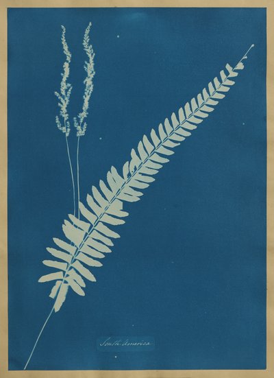  de Anna Atkins
