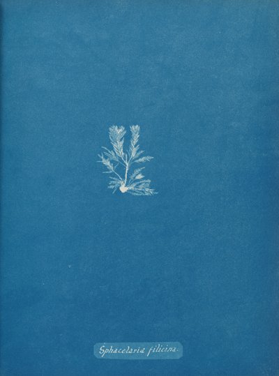 Sphacelaria filicina, ca. 1853. de Anna Atkins