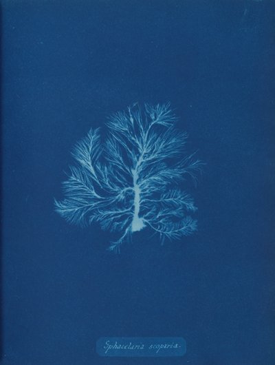 Sphacelaria scoparia, ca. 1853. de Anna Atkins