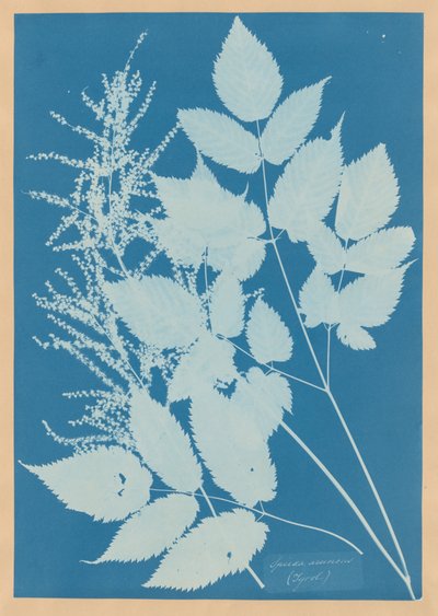  de Anna Atkins