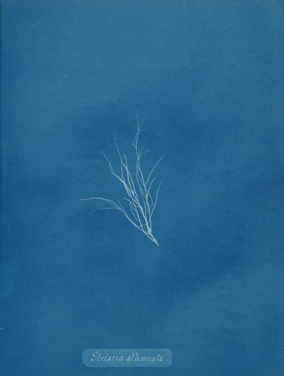 Estria atenuada, ca. 1853. de Anna Atkins
