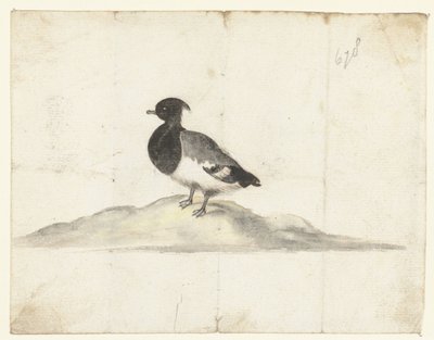 Pato Tufted Duck de Anna Cornelia Moda